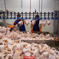 کاهش قیمت مرغ به ۷۶ هزار تومان