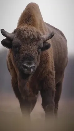 بوفالو😍🐂