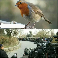 یه پرنده کمیاب به نام « سینه سرخ » بصورت اتفاقی در چین دی
