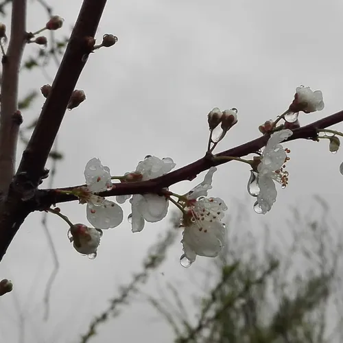 باران فقط قطرات آب نیست