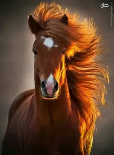 اسب خوش عکس****