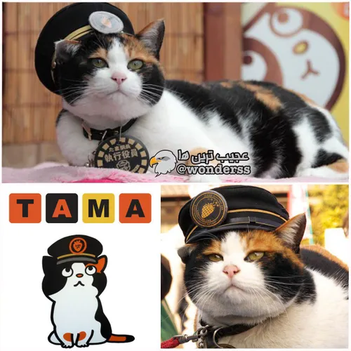 تاما گربه ای که در ایستگاه قطاری در ژاپن زندگی میکرد و با