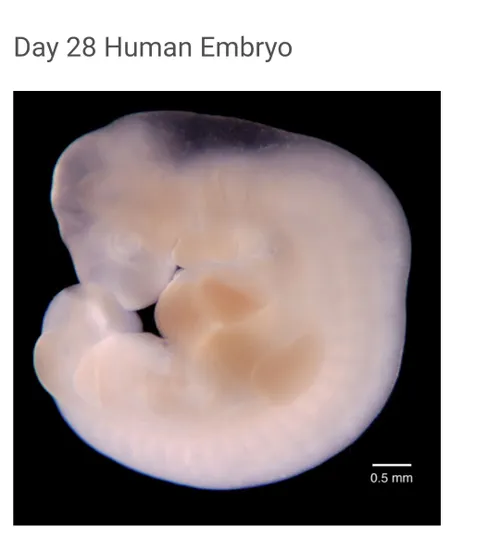 روز ۲۸ جنین انسان