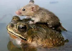 یک موش در سیلاب شر «لاک ناو» هند بر پشت یک قورباغه سوار ش