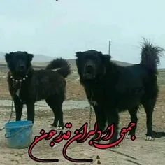 سگ قدرجونی