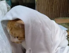 گربه ی باحجاب دیده بودین؟😐