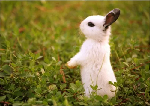 خرگوش سفید 😘😘😍💋💞