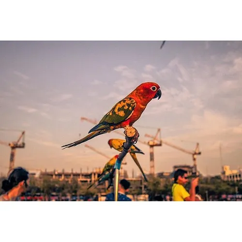 A trained parrot sits on a roost at Sanam Luang park in B