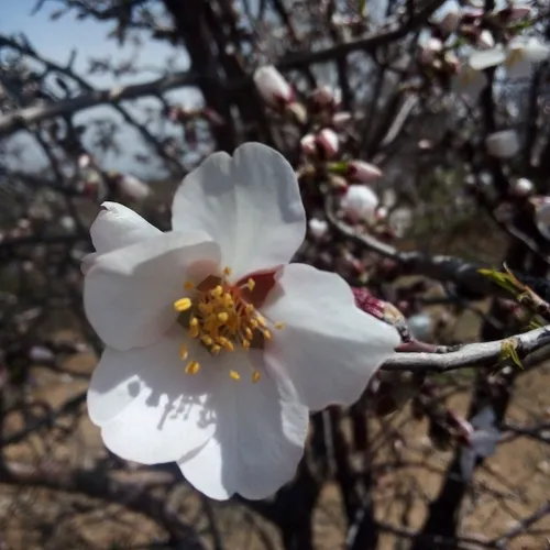 شکوفه های زیبای بهاری .شهرستان بروجرد