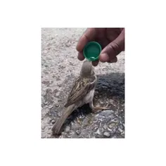 بنی آدم اعضای یکدیگرند . . .