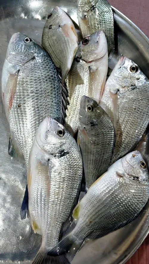 دریا ارامش ماهیگیری صید ماهی امروز🐠🌊