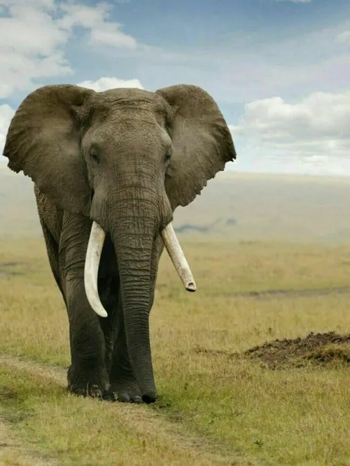 فیل ها از گوش هایشان به عنوان تهویه هوا استفاده میکنند، آ