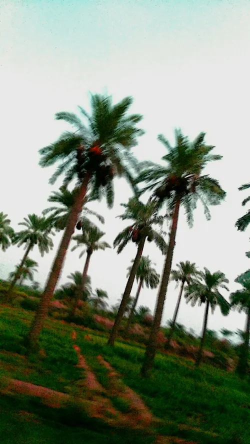 الاهواز🌴