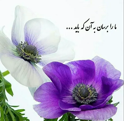  faridee2981 70868359 - عکس ویسگون