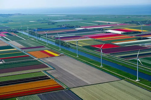 مزارع گل لاله در کشور هلند