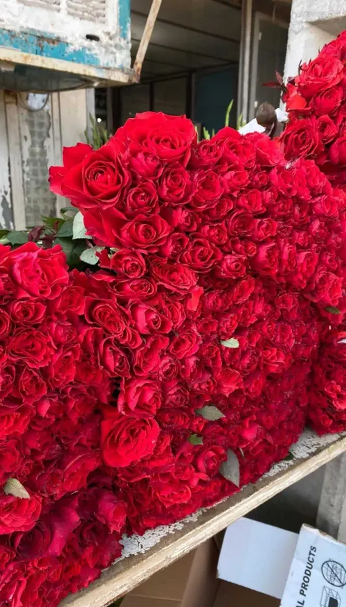 اصلا کسی هست که گل ببینه و نخره؟🌹🥺❤️