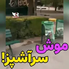 موش سرآشپز رو یادتون هست؟🤣🤣