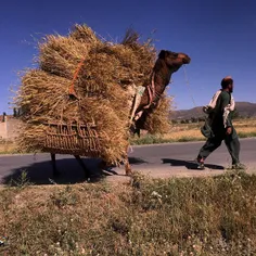 A pair of enormous, lumbering camels hauled freshly harve