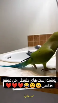 از من قشنگتر ژست گرفتن بلده 😍😅طوطی چقدر بامزه  وباهوشه 🦜🥰ه