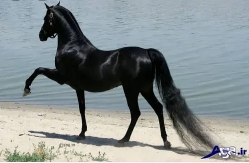 اسب سیاه 😘