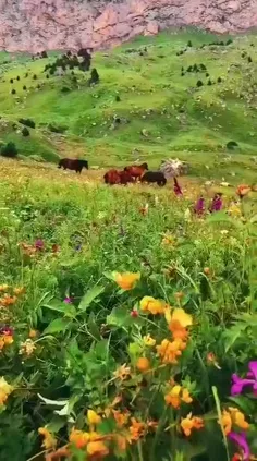 میدانيد قشنگترین جای زندگی کجاست؟ 