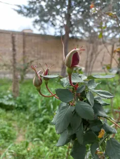 رمضانُ المبارک🌷