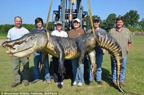 بزرگترین تمساح شکار شده توسط یک خانواده شکارچی