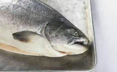 بر اساس «قانون سالمون 1986» نگهداری از این ماهی در شرایط 