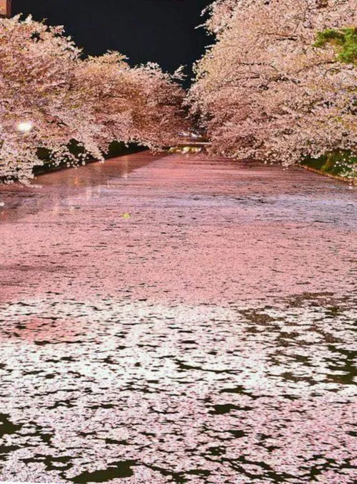 رودخانه ای در ژاپن که سطح آن با شکوفه های گیلاس پر شده اس