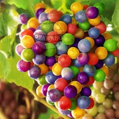 این#انگورهای رنگارنگ#فتوشاپی نیستند، این ترکیب رنگ طی فرآ