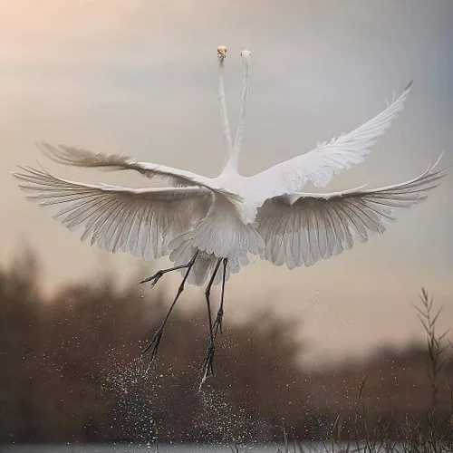 طبیعت زیبا حیوانات پرندگان