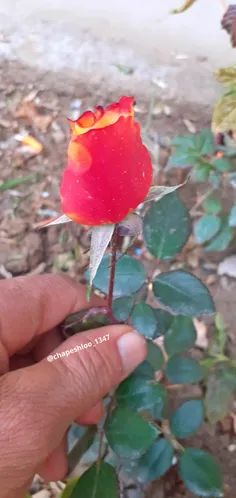 سلام دوستان خوبم🌹 ✋ اولین روز هفته تون بخیروشادی🌹 ✋ 