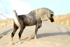 اسب عرب.فوق العاده زیبا