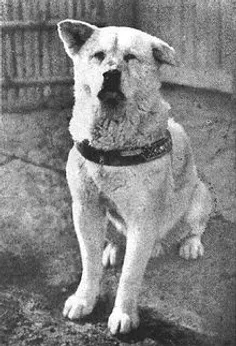هاچیکو، سگ نر سفید رنگی است که در نزدیکی اوداته، آکیتا در