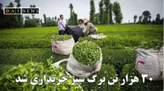 سازمان چای کشور خبر داد: خرید ۳۰ هزار تن برگ سبز چای از چ