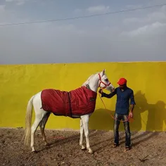 A man making a horse ready for the spring horse racing in