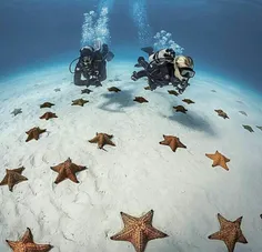 ستاره های دریایی کف آقیانوس اطلس