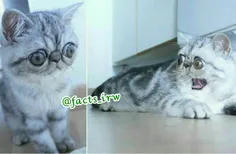 گربه‌ ای#بریتانیایی با چشم ‌های#عجیب#معروف به چشم پیازی