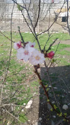 آغاز #شکوفه های #بهاری در #کلاله