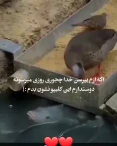 خدا اینجوری روزی میده پس انقدر حرث ندارم ندارم رو نخور رو