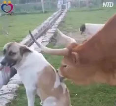 محبت حیوانات به یکدیگر. 🐕🐩🐦🦜🐬🐒🦌🐑🐅🐎🦬🐴🧸