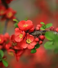 برخیز و آغوشت را از صبح پر کن