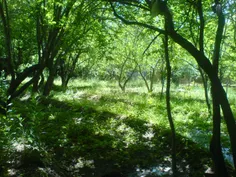 باغات زیبای روستای علویان، باغ برادرم