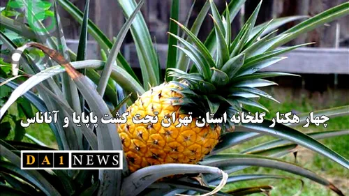 رضا نظری مقدم خبر داد: چهار هکتار گلخانه استان تهران؛ تحت کشت پاپایا و آناناس