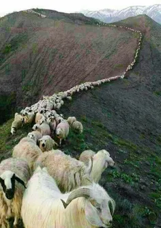 کوچ گوسفندان در سوادکوه مازندران