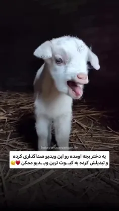 فقط ببر و بوقلمون وقتی صدا در میاره😍😂