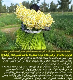 جشنواره ملی گل نرگس بهبهان باحضور خدام آستان قدس رضوی برگ