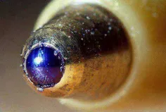 نوک خودکار از نمایی نزدیک با میکروسکوپ