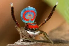 عنکبوت طاووسی
