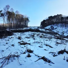 More than 50,000 trees are cut down at Mt. Gariwang for P